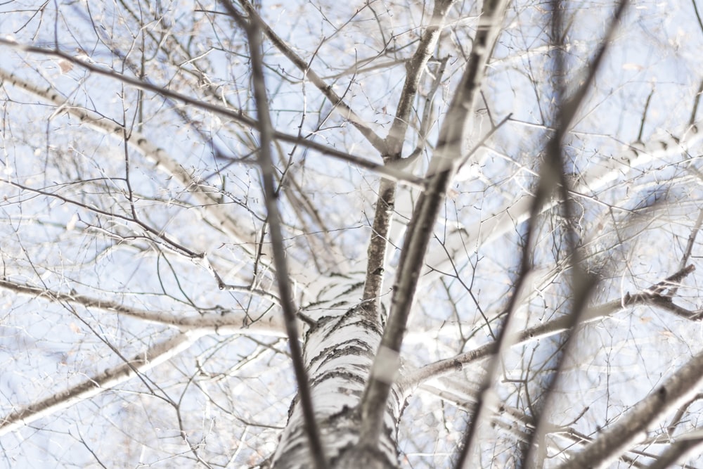 black and white bare tree