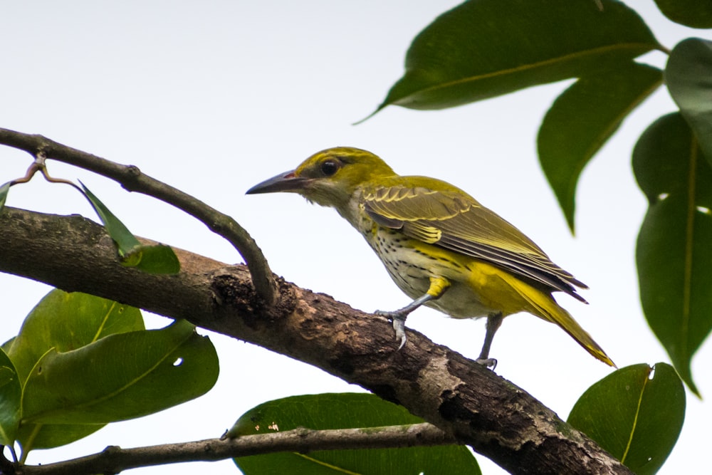 pássaro amarelo e marrom no galho marrom da árvore