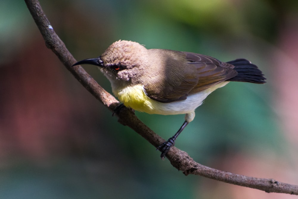 brown and white bird on brown tree branch