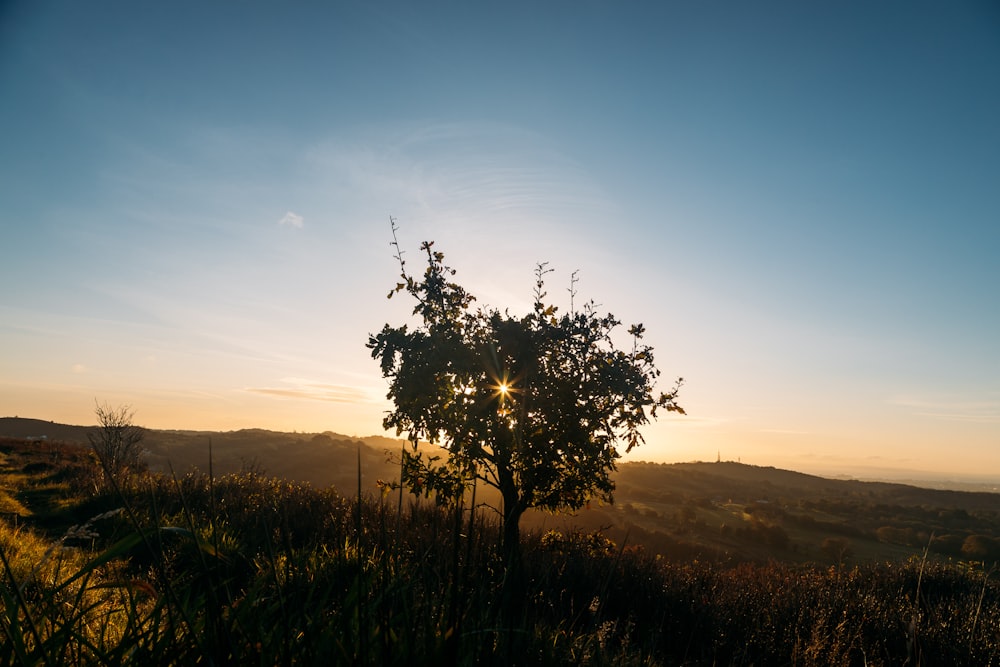 Árbol verde en campo de hierba verde durante el día