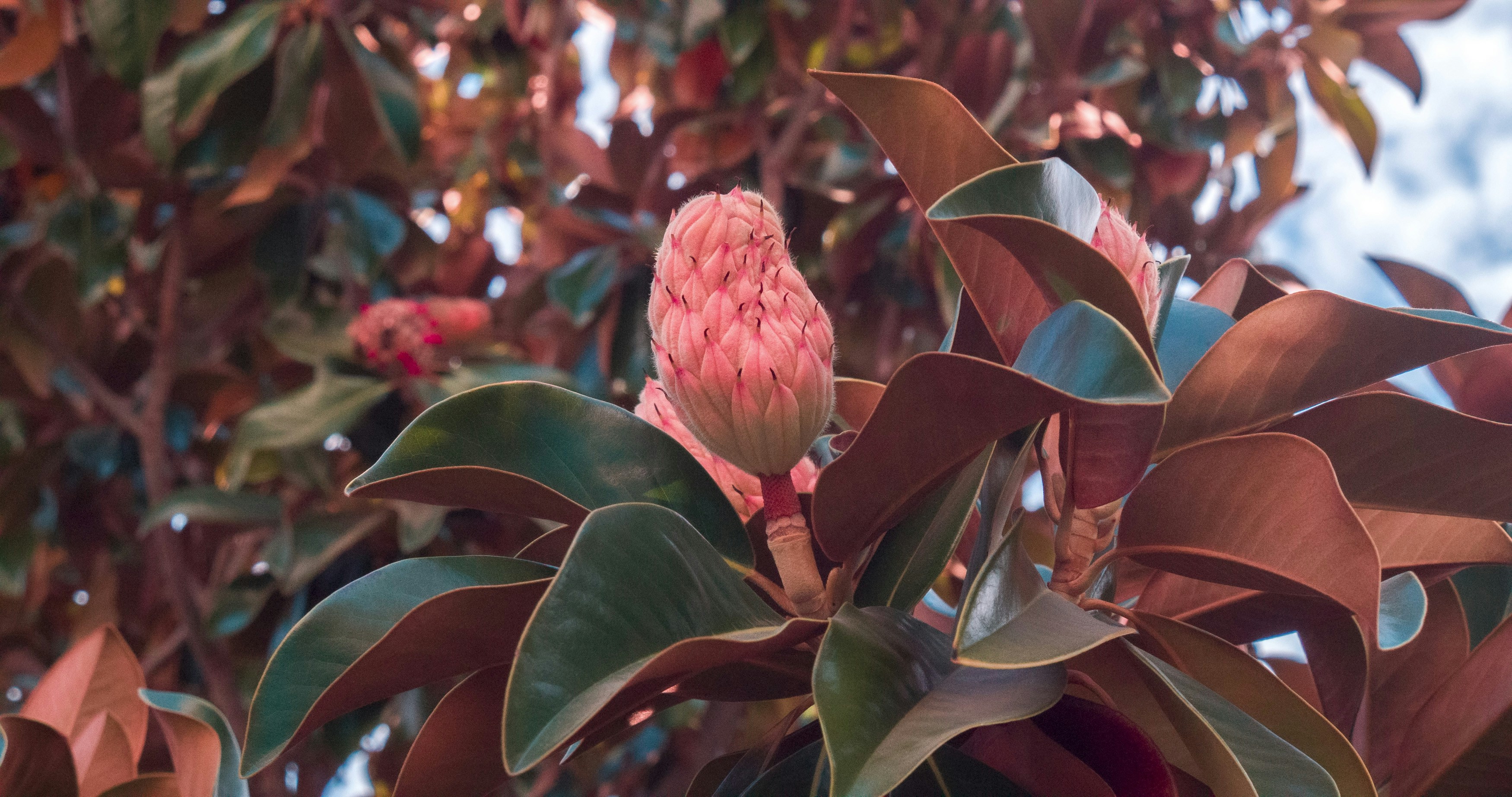 Magnólia: Características, Significado e Como Cultivar Corretamente