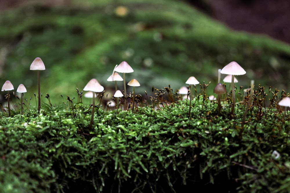 white mushrooms on green grass during daytime