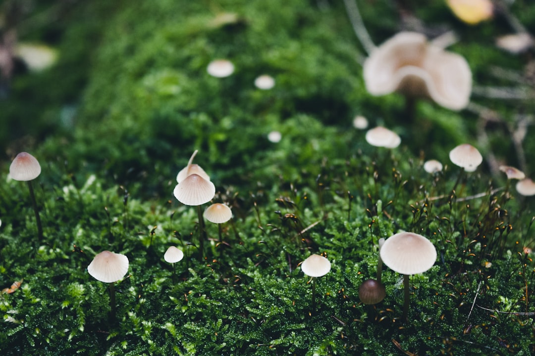 white mushrooms on green grass during daytime