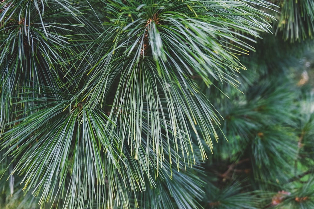 green pine tree in close up photography