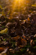 Slow-motion capture of autumn leaves falling in golden sunlight.
