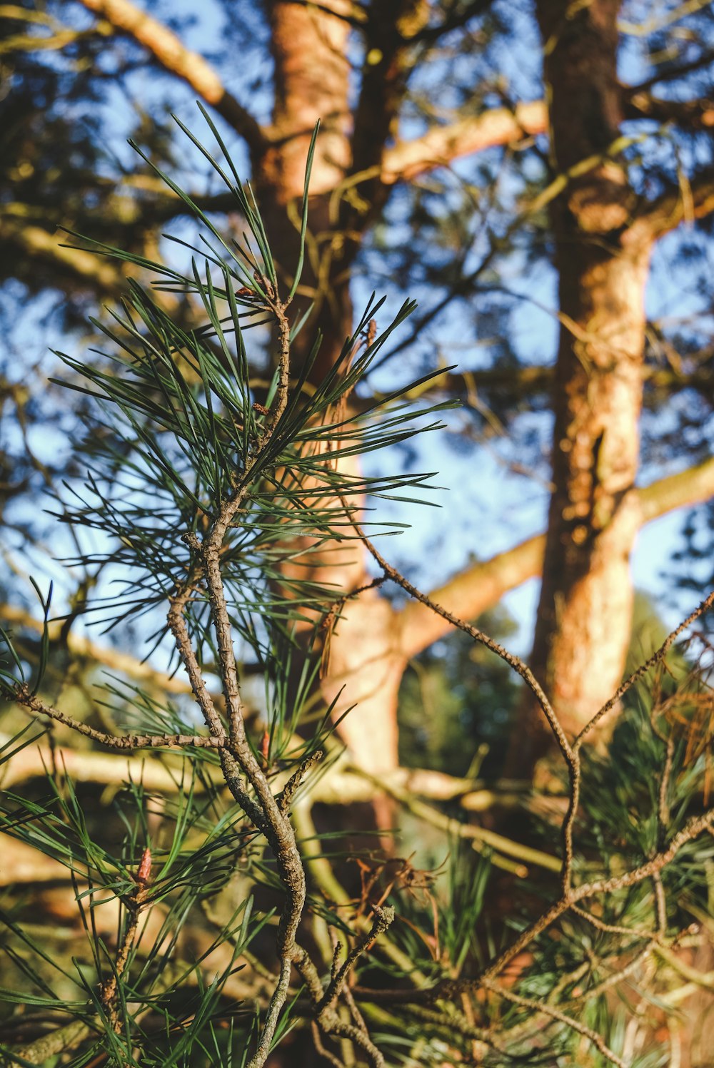 green plant in tilt shift lens