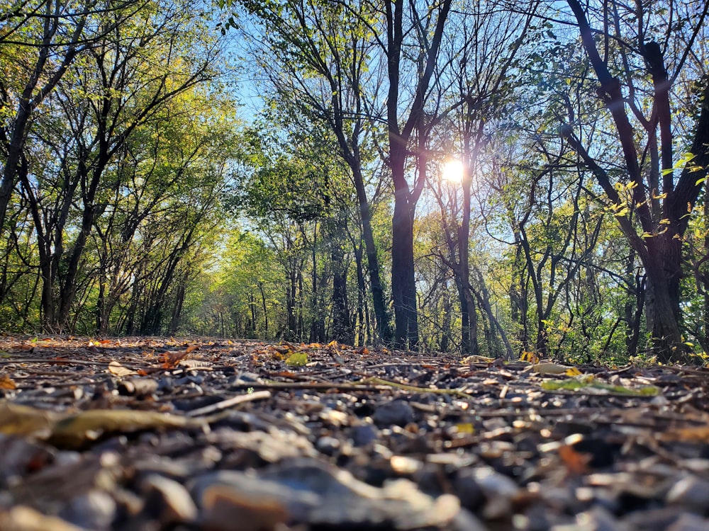 brown dried leaves on ground under blue sky during daytime