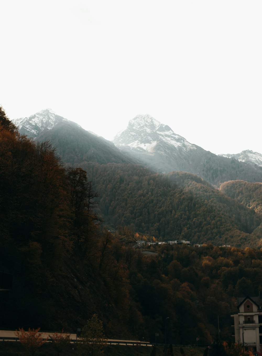 green trees on mountain during daytime