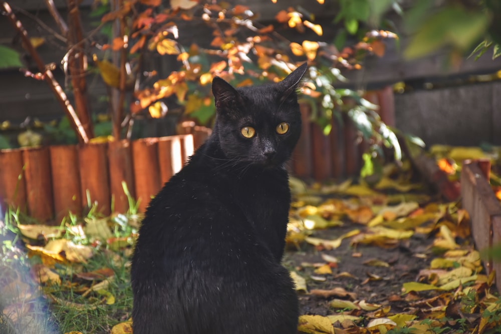 black cat on green grass