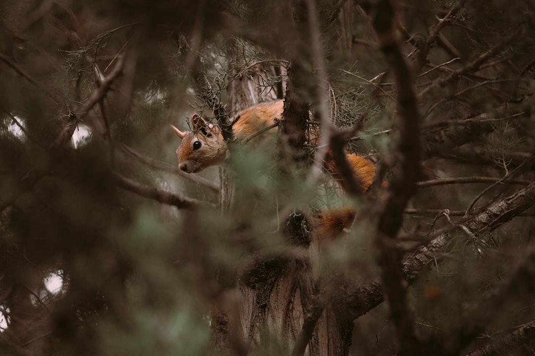 brown fox on gray tree branch