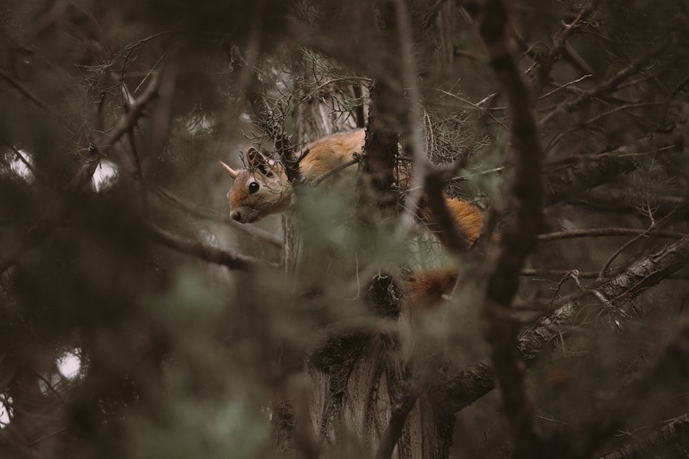 brown fox on gray tree branch