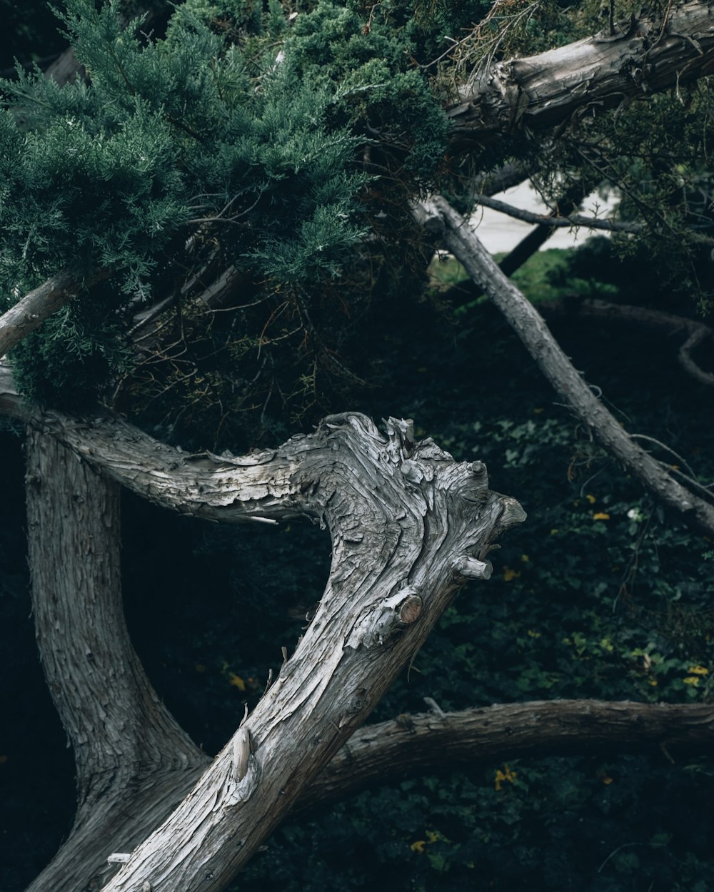 gray tree trunk with green moss