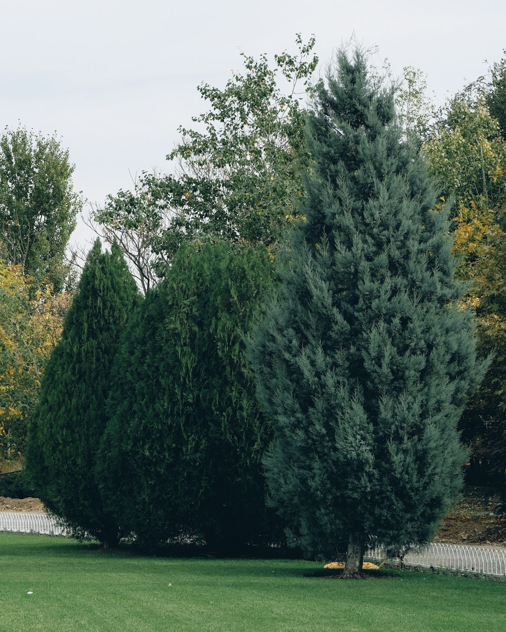 green trees under white sky during daytime