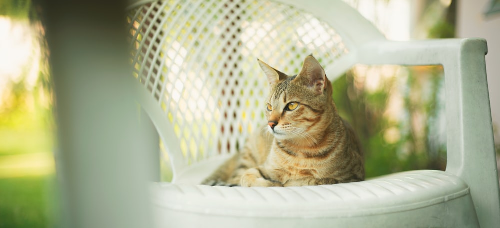 Chat tigré brun sur chaise en plastique blanc