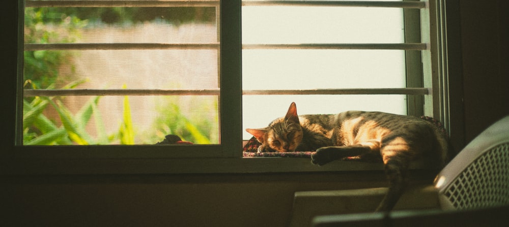 창문에 누워있는 갈색 얼룩 고양이