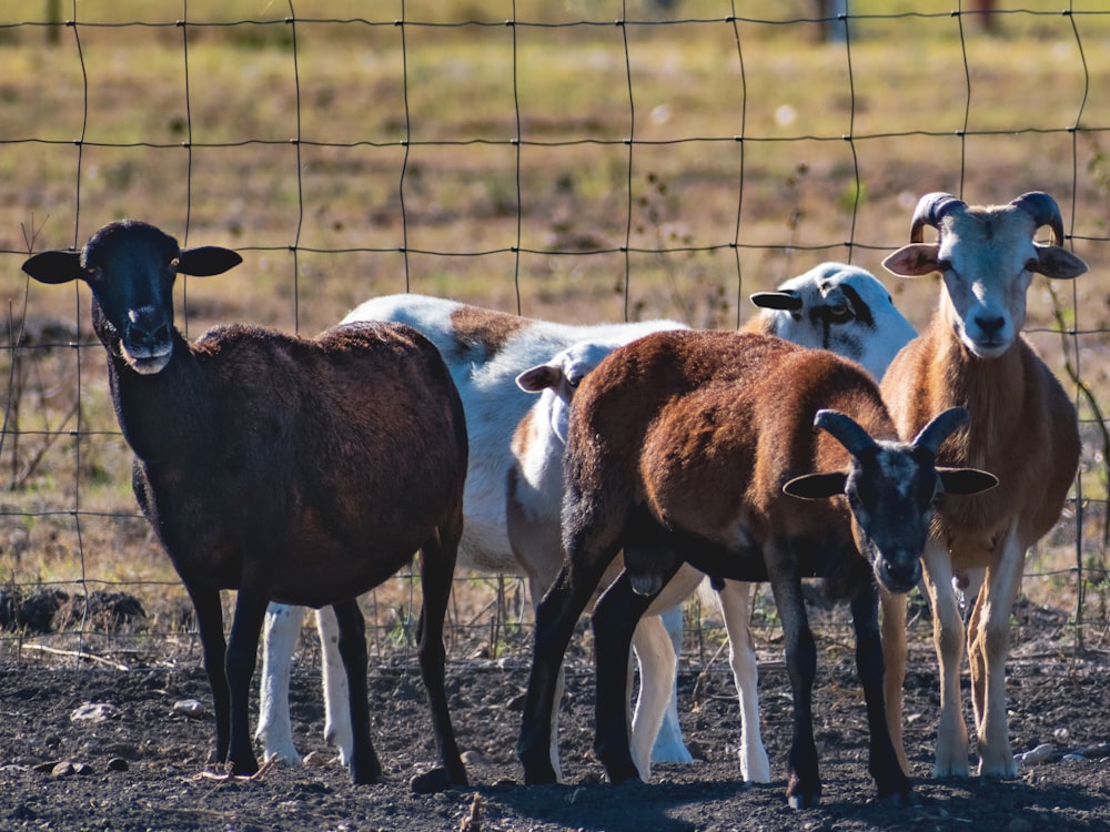 herd of goats on brown field during daytime
