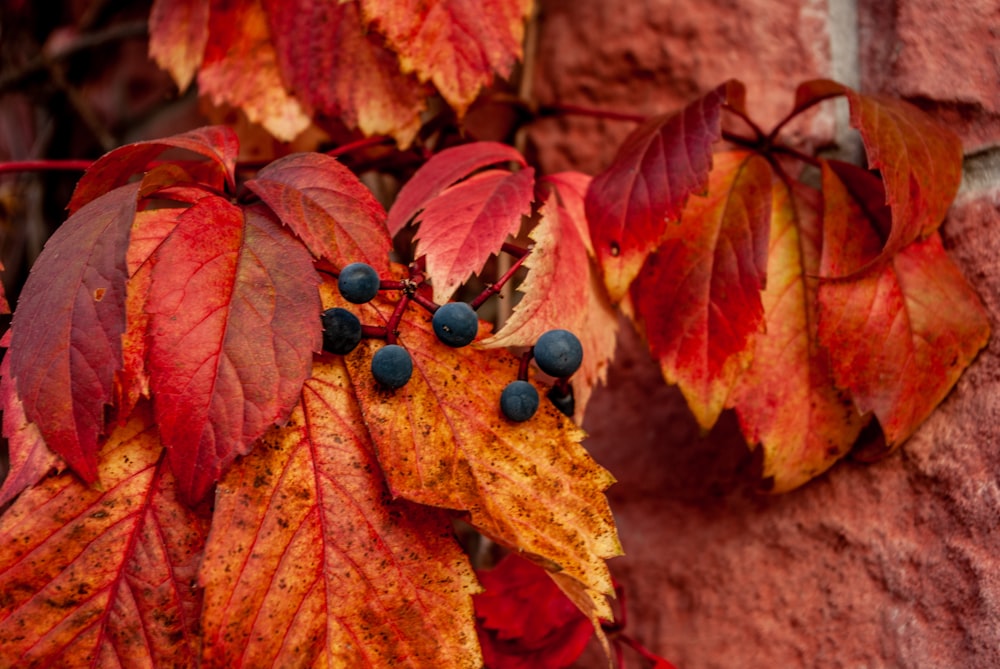 blue berries on brown dried leaves
