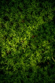 green leaves plant during daytime