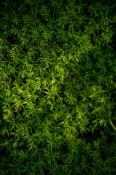 green leaves plant during daytime