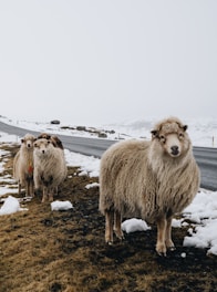 A small flock of Jacobs sheep standing quietly in the frosty prairie grass.
