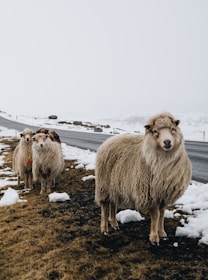 A small flock of Jacobs sheep standing quietly in the frosty prairie grass.