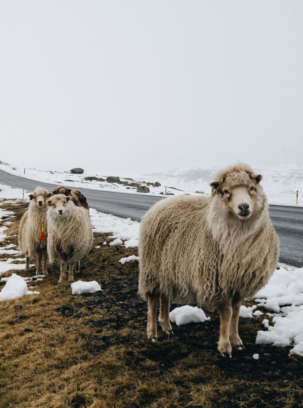 herd of sheep on brown field during daytime