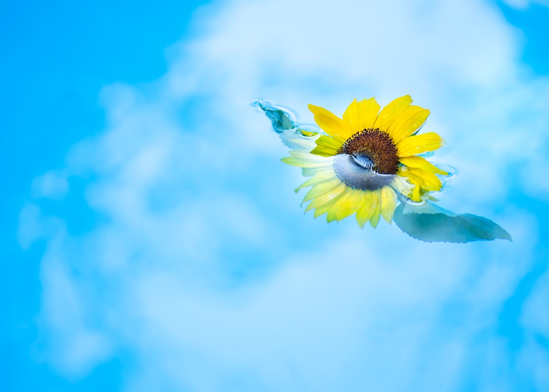 yellow sunflower under blue sky during daytime