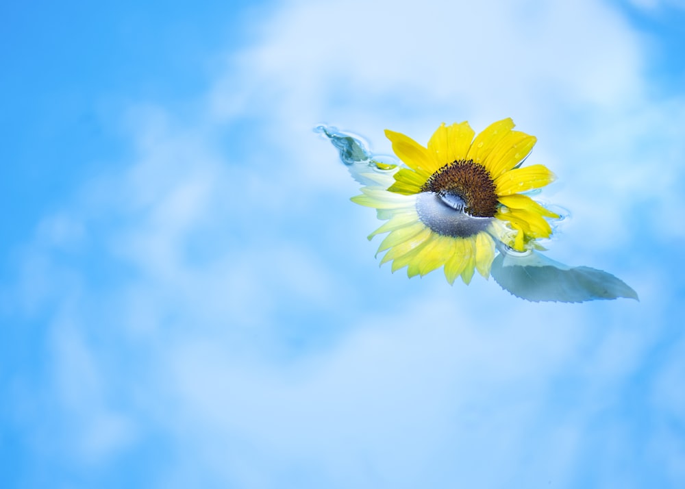 yellow sunflower under blue sky during daytime