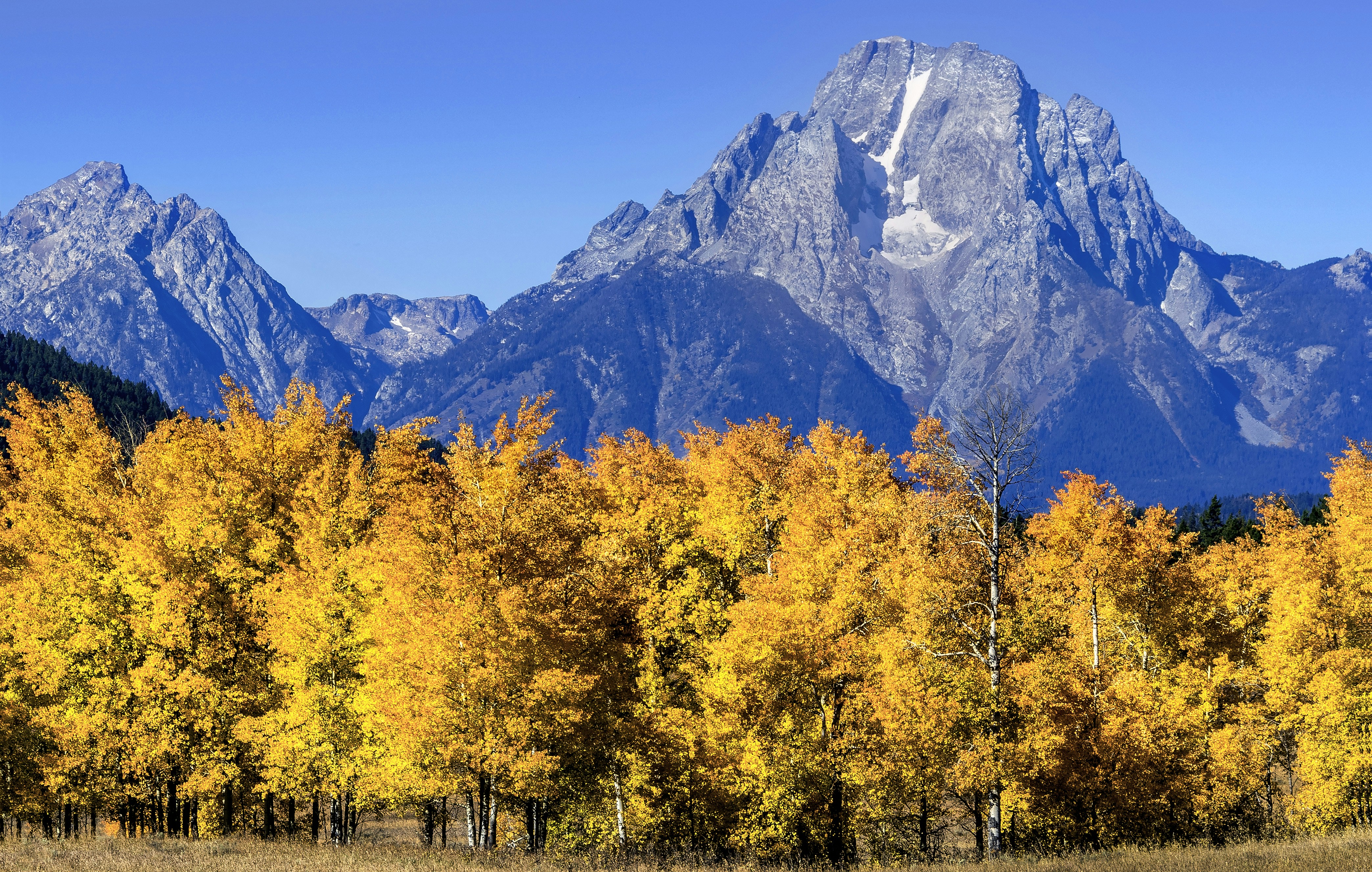 yellow and green trees near mountain during daytime, aspen trees in autumn foliage in front of grand teton mountains