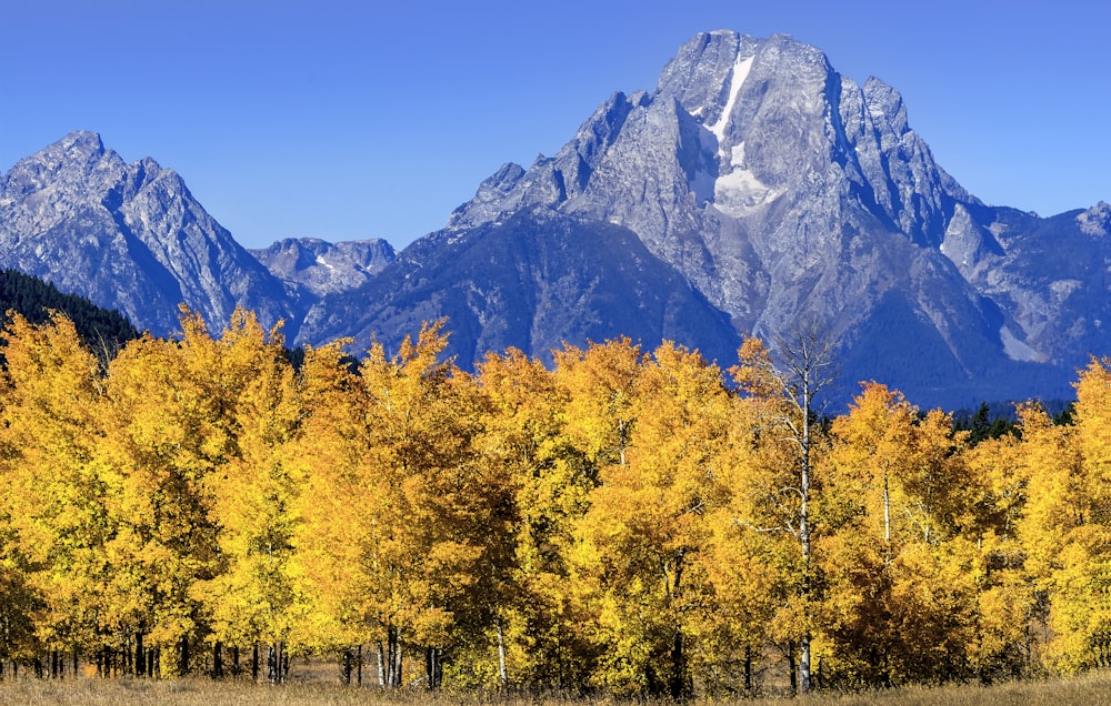 yellow and green trees near mountain during daytime