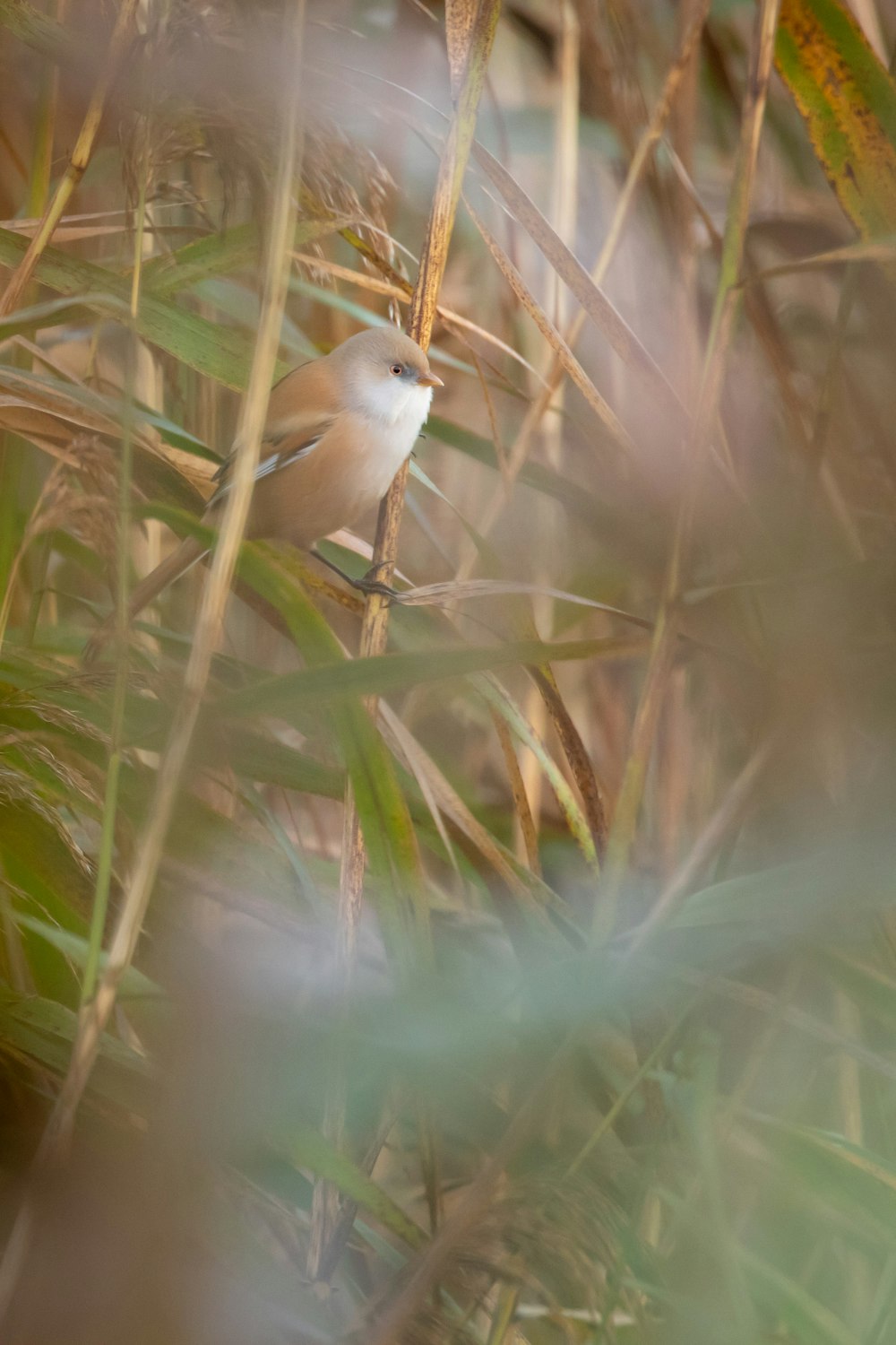 brown and white bird on green grass during daytime