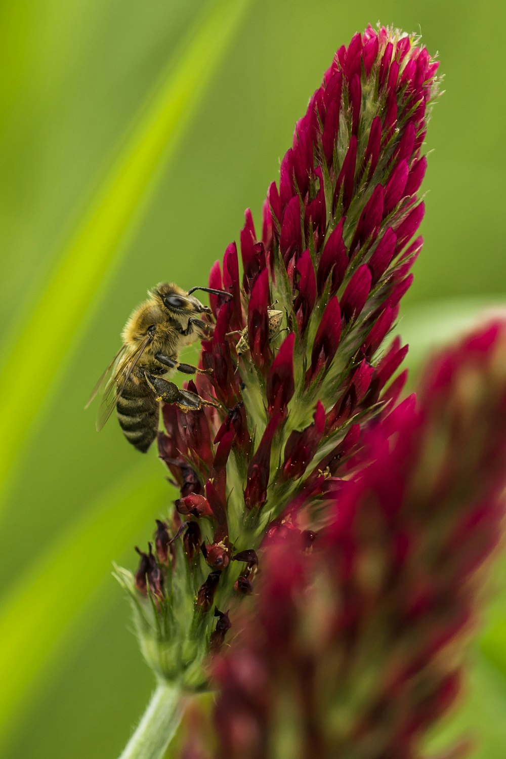 yellow and black bee on red flower