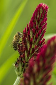 A honeybee is perched on a vibrant red clover flower, collecting nectar. The background is a soft blur of green, emphasizing the bee and flower.