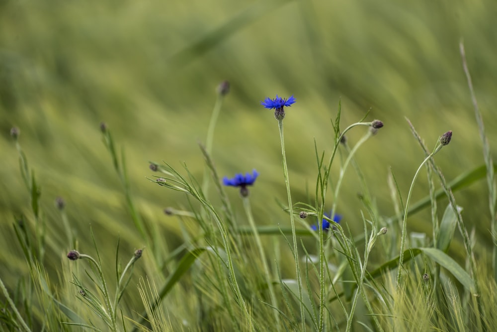 blue flower in green grass field during daytime