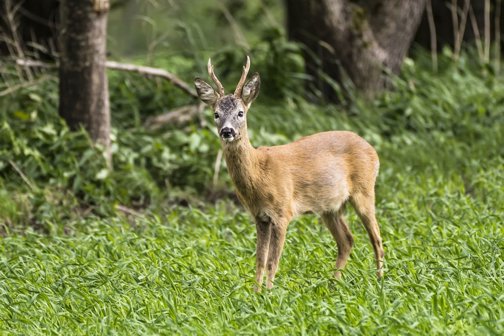 brown deer on green grass during daytime