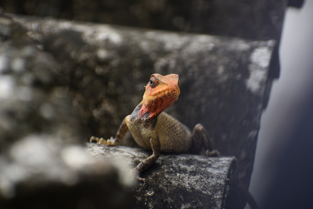 brown and gray bearded dragon on gray rock