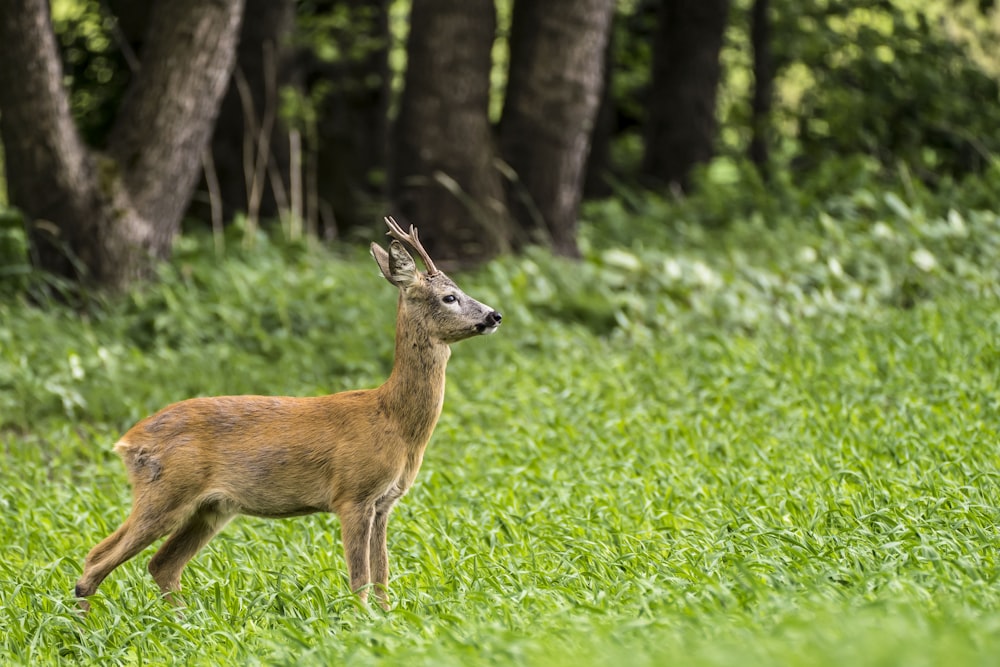 brown deer on green grass field during daytime