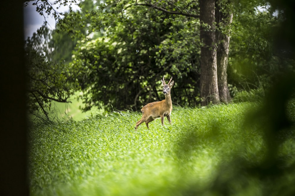 brown deer on green grass field during daytime