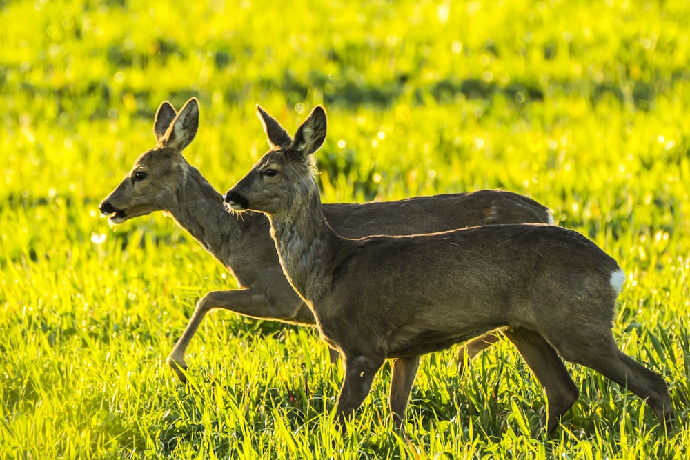 brown deer on green grass field during daytime