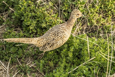 brown and black chicken on green grass during daytime