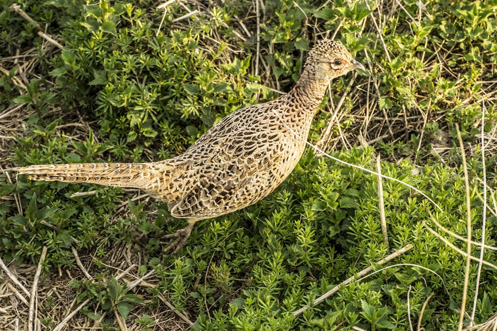 brown and black chicken on green grass during daytime