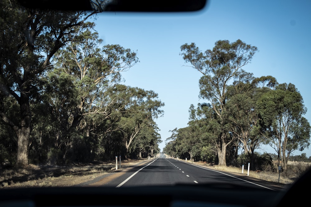 green trees beside road during daytime