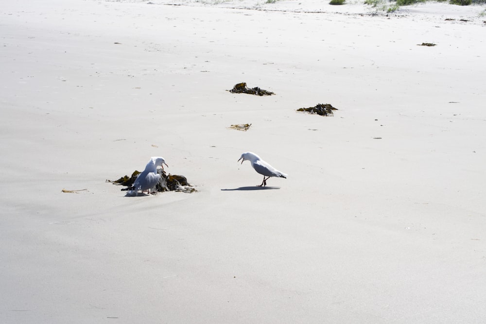 white and gray bird on white sand during daytime