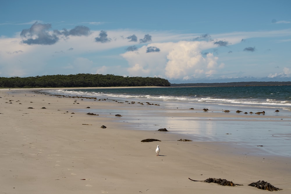 uccello bianco sulla spiaggia durante il giorno