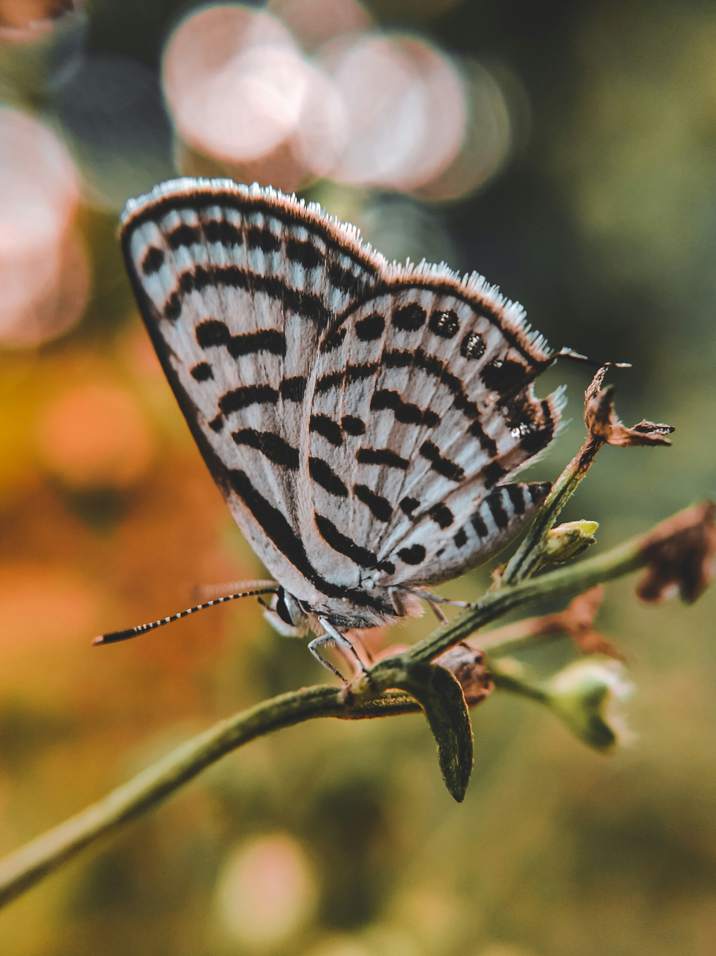 Photo by rohitsharma1785