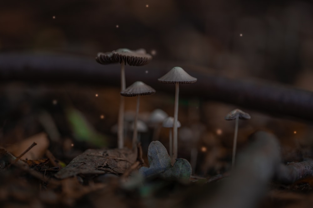 white and brown mushroom in tilt shift lens