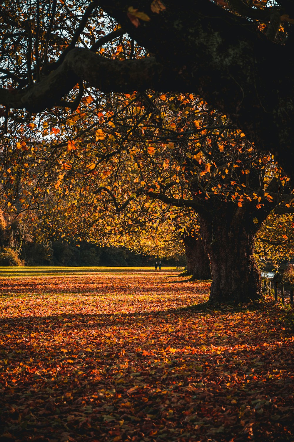 brown and green trees on brown grass field during daytime