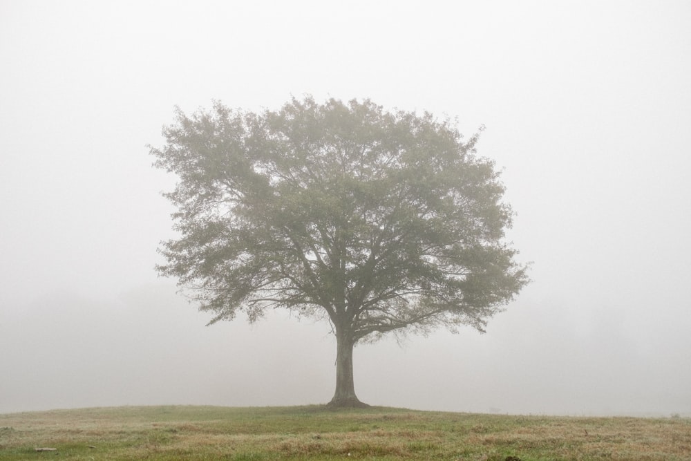 green tree on green grass field during daytime