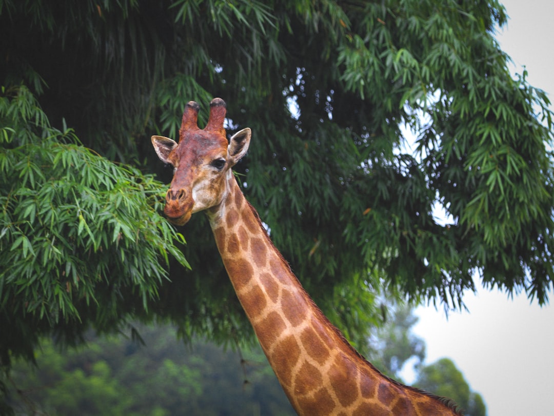 giraffe near green leaf tree during daytime