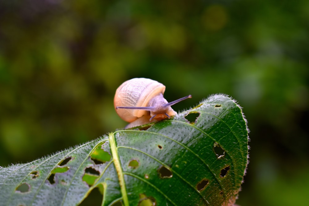 brown snail on green leaf